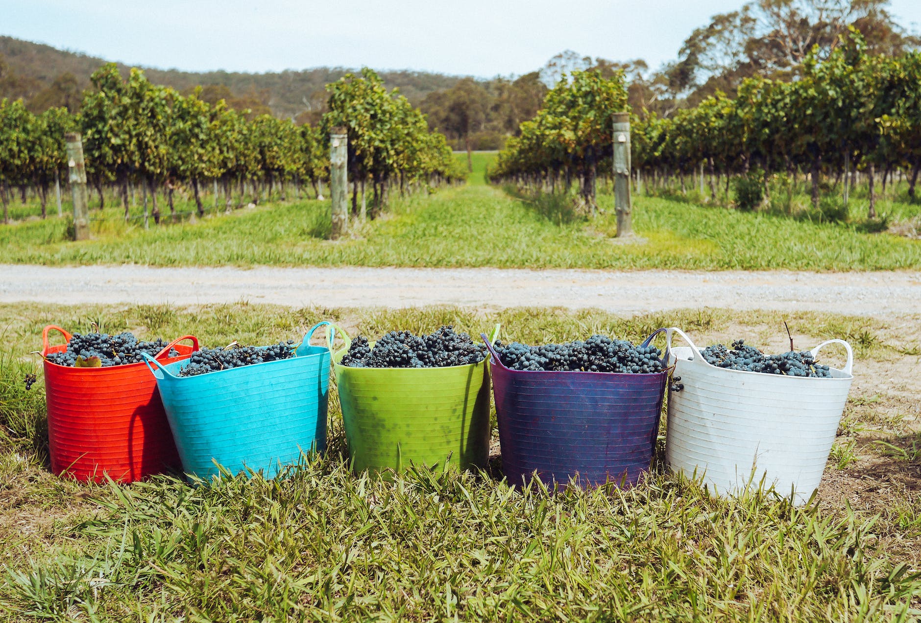colorful baskets full of grapes