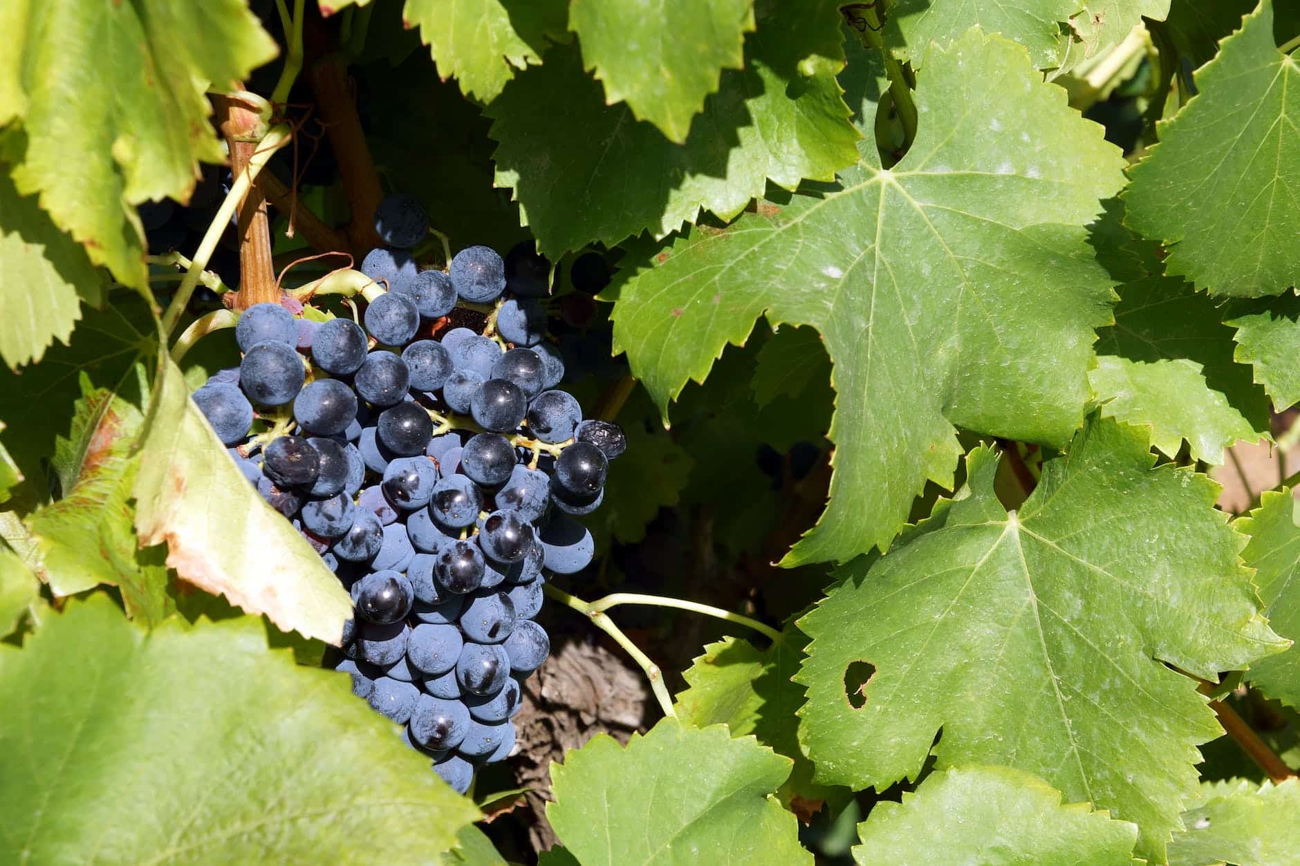 close up of ripe grapes on a vine