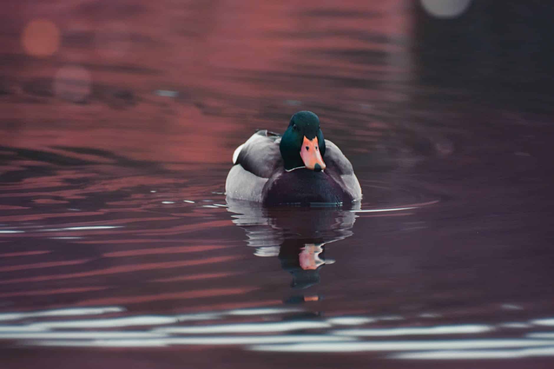 gray and green duck wading